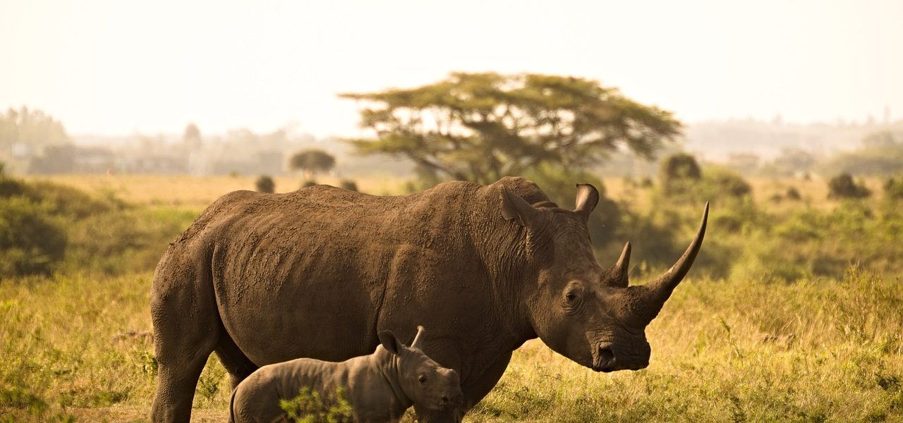 rhino, calf, horns