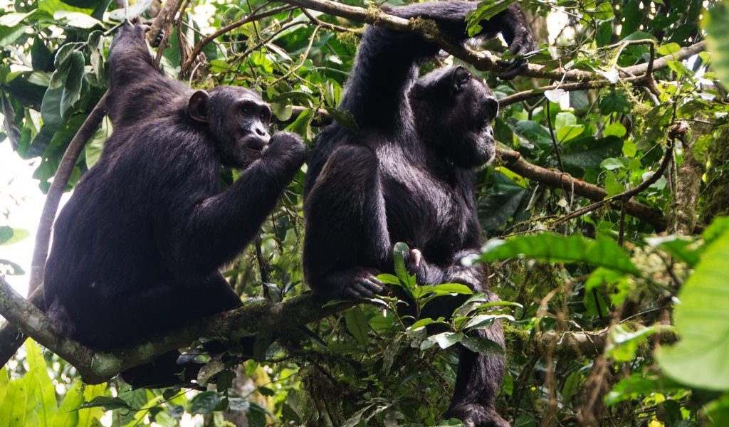 chimpanzees, kibale