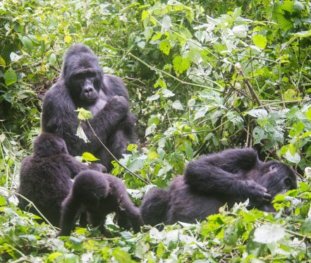 5 Days Bwindi Gorilla Trekking & Lake Bunyonyi