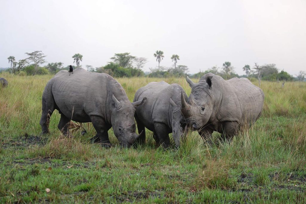 Rhinos-at-Ziwa-on-the-way-to-Murchison-Falls