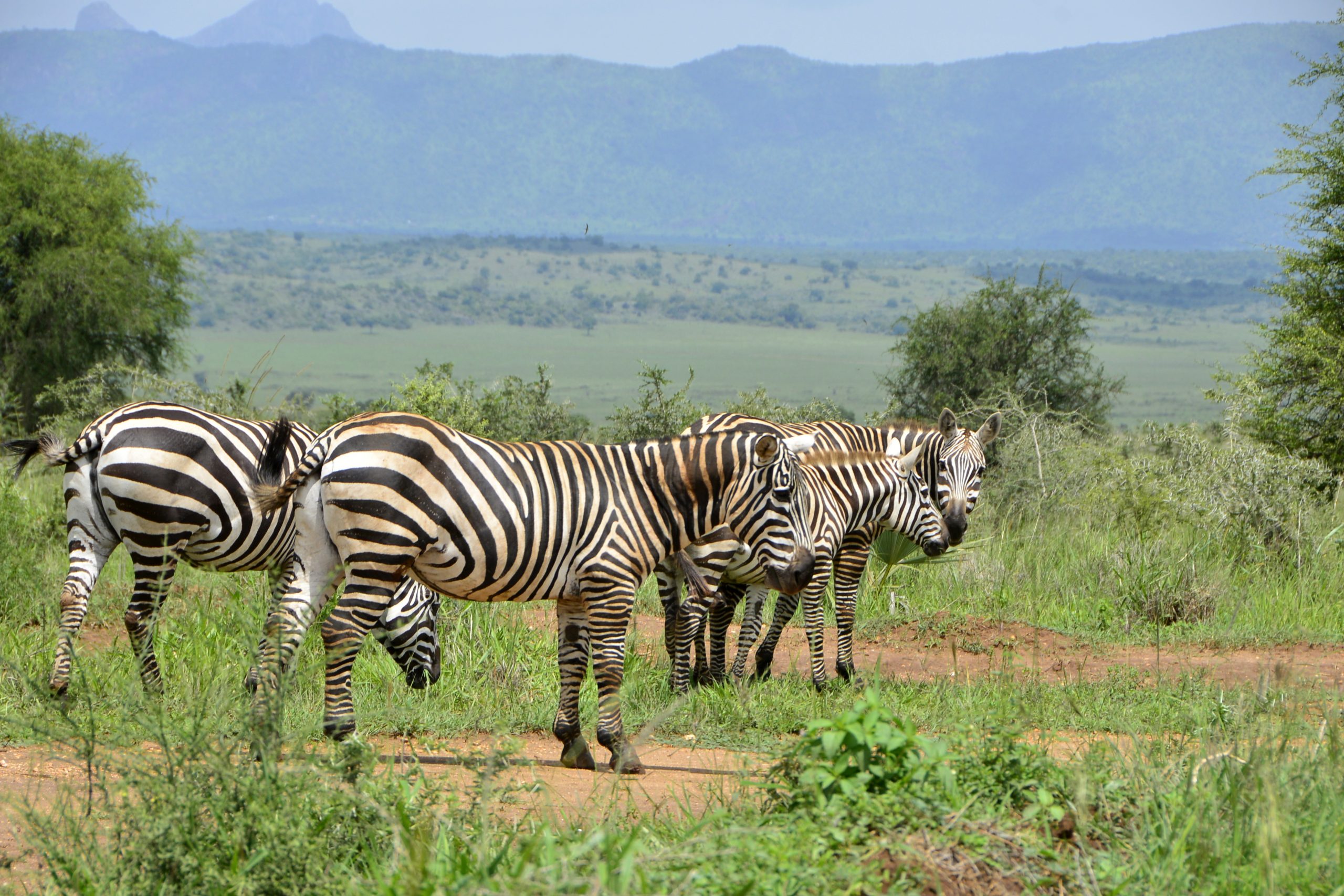 zebras kidepo