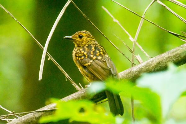 Fire-crested athlete in Semuliki NP
