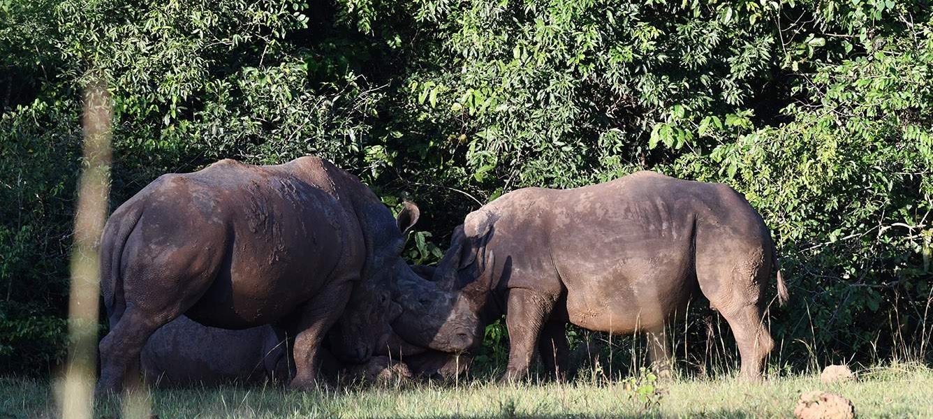 ziwa rhino sanctuary